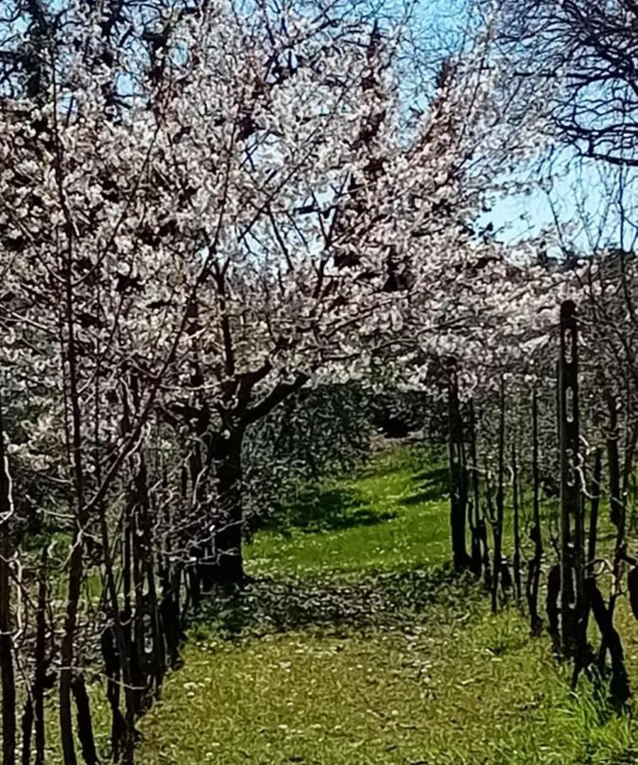 Apartment Appartamento Panoramico Montepulciano Italy